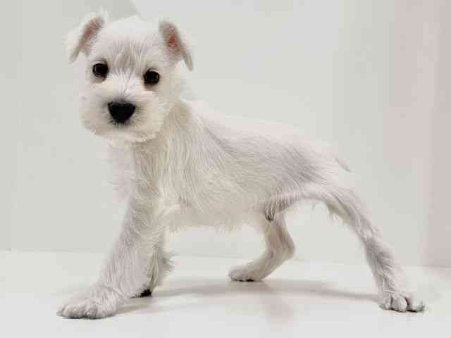 奈良県のミニチュアシュナウザー (ひごペットフレンドリーイオンモール橿原ウエスト・ビレッジ店/2025年10月15日生まれ/男の子/ホワイト)の子犬の3枚目の画像