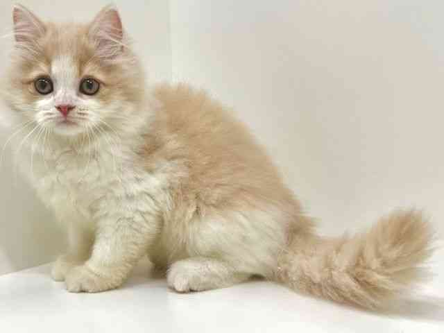 福岡県のサイベリアン (ひごペットフレンドリーリバーウォーク北九州店/2025年10月15日生まれ/男の子/クリームホワイト)の子猫の3枚目の画像