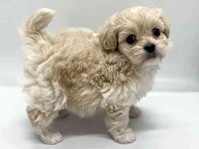 京都府のペキプー(ペキニーズ×プードル) (ひごペットフレンドリー京都店/2025年10月15日生まれ/男の子/クリーム)の子犬の3枚目の画像