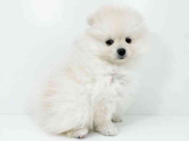 京都府のポメラニアン (ひごペットフレンドリーイズミヤショッピングセンター八幡店/2025年10月18日生まれ/女の子/クリーム)の子犬の3枚目の画像