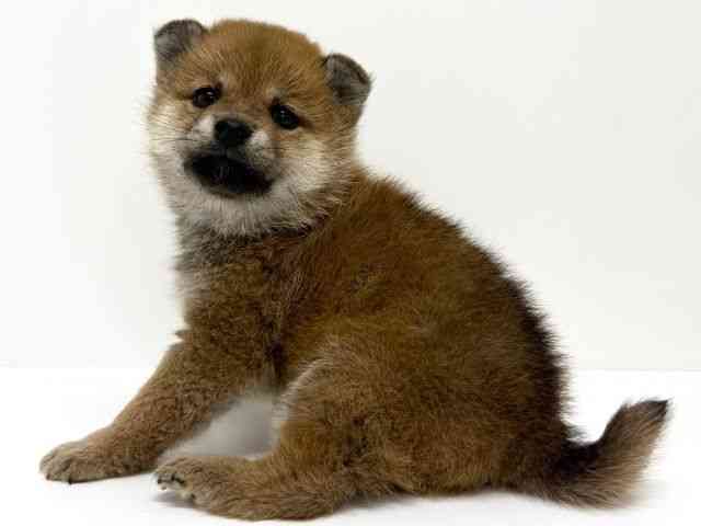 大阪府の柴犬(標準サイズ) (ひごペットフレンドリーくずはモール店/2025年10月18日生まれ/女の子/赤)の子犬の3枚目の画像