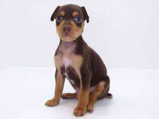 大阪府のミニチュアピンシャー (ひごペットフレンドリーいこらもーる泉佐野店/2025年10月18日生まれ/男の子/チョコレートタン)の子犬の3枚目の画像