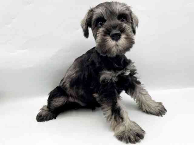 奈良県のミニチュアシュナウザー (ひごペットフレンドリートナリエ大和高田店/2025年10月17日生まれ/男の子/ソルトペッパー)の子犬の3枚目の画像