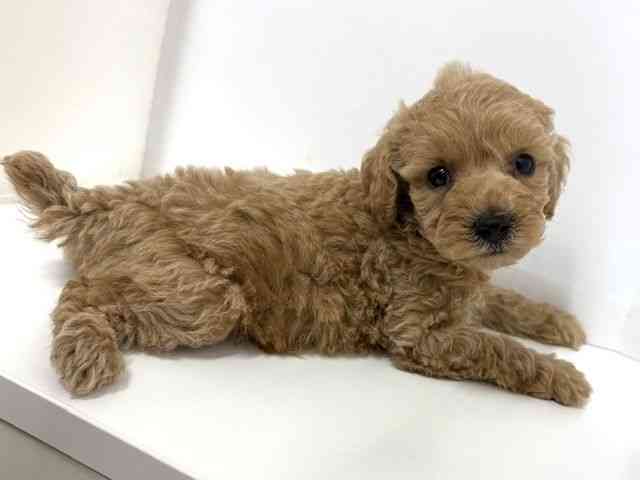 大阪府のトイプードル(トイ) (ひごペットフレンドリーベルファⅡ都島店/2025年10月17日生まれ/女の子/アプリコット)の子犬の3枚目の画像