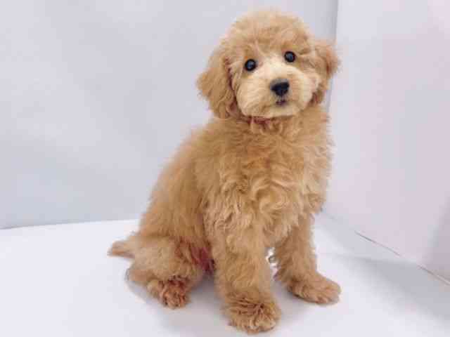 大阪府のトイプードル(トイ) (ひごペットフレンドリーイズミヤショッピングセンター千里丘店/2025年10月17日生まれ/女の子/レッド)の子犬の3枚目の画像