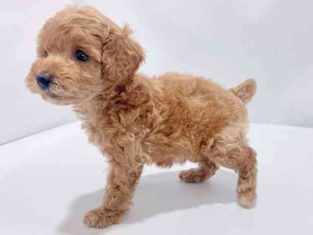 大阪府のトイプードル(トイ) (ひごペットフレンドリーイズミヤショッピングセンター千里丘店/2025年10月17日生まれ/女の子/レッド)の子犬の3枚目の画像