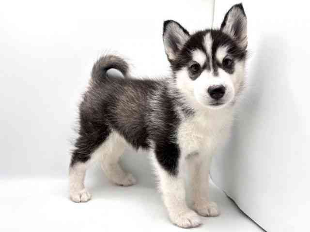 奈良県のシベリアンハスキー (ひごペットフレンドリー田原本店/2025年10月18日生まれ/女の子/ブラックホワイト)の子犬の3枚目の画像