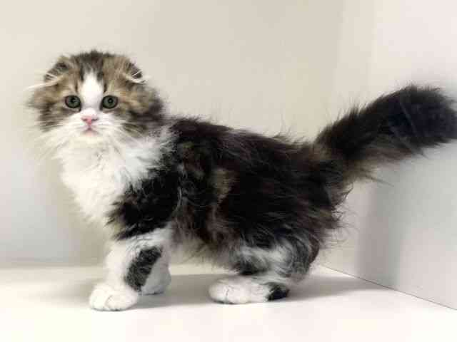 兵庫県のスコティッシュフォールド (ひごペットフレンドリーイトーヨーカドー明石店/2025年10月18日生まれ/男の子/ブラウンタビーホワイト)の子猫の3枚目の画像