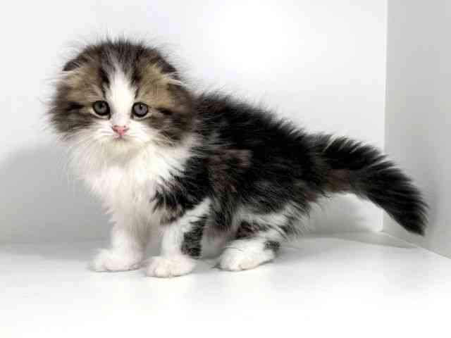 兵庫県のスコティッシュフォールド (ひごペットフレンドリーイトーヨーカドー明石店/2025年10月18日生まれ/男の子/ブラウンタビーホワイト)の子猫の3枚目の画像