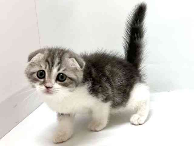 大阪府のスコティッシュフォールド (ひごペットフレンドリーアクロスプラザ住之江店/2025年10月18日生まれ/男の子/ブルータビーホワイト)の子猫の3枚目の画像