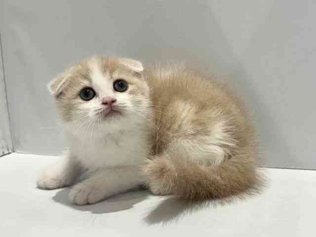 大阪府のスコティッシュフォールド (ひごペットフレンドリーセブンパーク天美店/2025年10月18日生まれ/男の子/クリームタビーホワイト)の子猫の3枚目の画像