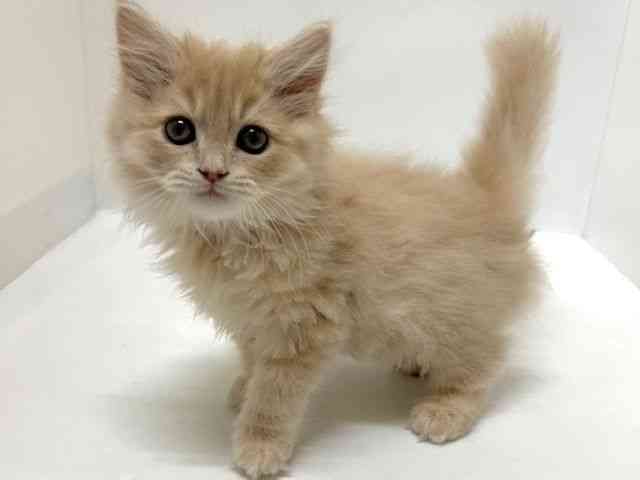 大阪府のサイベリアン (ひごペットフレンドリーアクロスプラザ住之江店/2025年10月18日生まれ/男の子/カメオタビー)の子猫の3枚目の画像