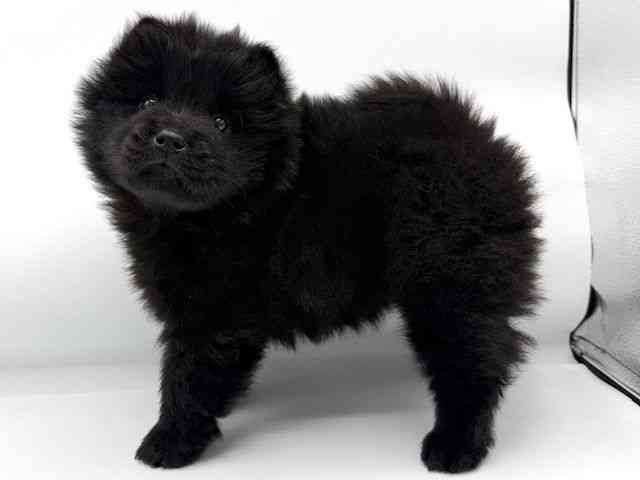 大阪府のチャウチャウ (ひごペットフレンドリーららぽーとEXPOCITY店/2025年10月17日生まれ/女の子/ブラック)の子犬の3枚目の画像