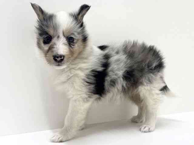 大阪府のシェットランドシープドッグ (ひごペットフレンドリーくずはモール店/2025年10月17日生まれ/女の子/ブルーマール)の子犬の3枚目の画像