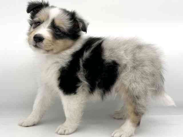 大阪府のシェットランドシープドッグ (ひごペットフレンドリーららぽーとEXPOCITY店/2025年10月17日生まれ/男の子/ブルーマール)の子犬の3枚目の画像