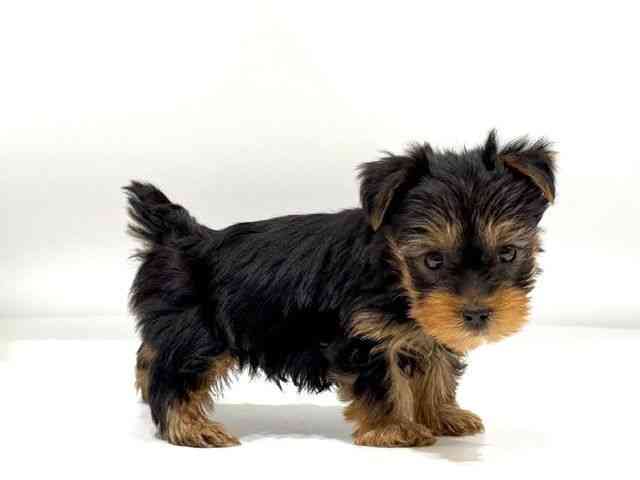 愛知県のヨークシャーテリア (ひごペットフレンドリーヴィアモール アピタ江南西店/2025年10月17日生まれ/男の子/スチールブルータン)の子犬の3枚目の画像