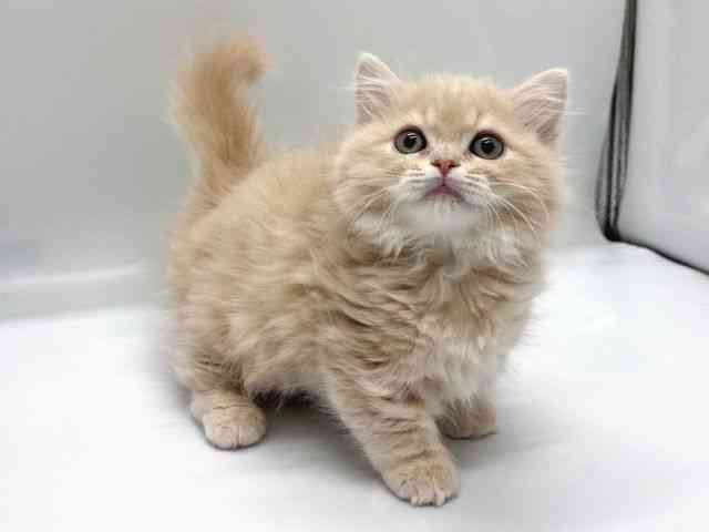 京都府のマンチカン (ひごペットフレンドリー京都店/2025年10月3日生まれ/男の子/クリームタビー)の子猫の3枚目の画像