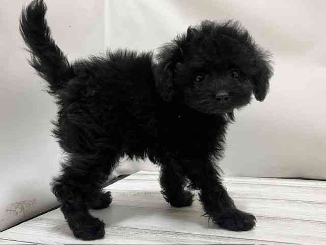 和歌山県のトイプードル(トイ) (ひごペットフレンドリーパームシティ和歌山店/2025年10月18日生まれ/女の子/ブラック)の子犬の3枚目の画像