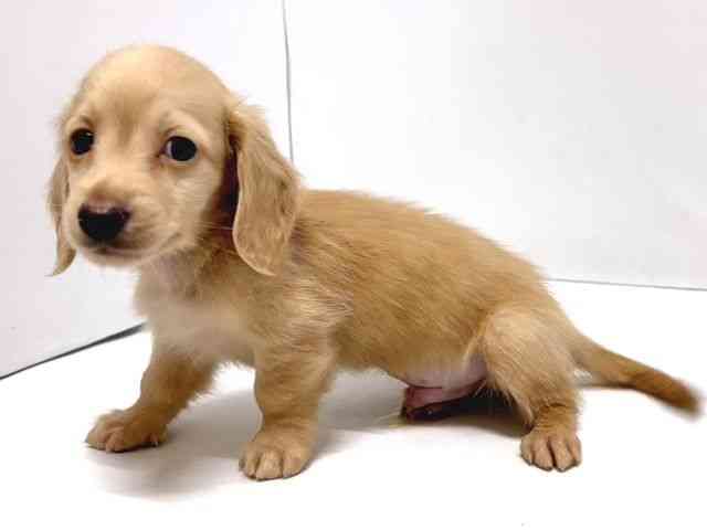 奈良県のカニンヘンダックスフンド(ロング) (ひごペットフレンドリー奈良パワーシティ店/2025年10月19日生まれ/男の子/イエロー)の子犬の3枚目の画像