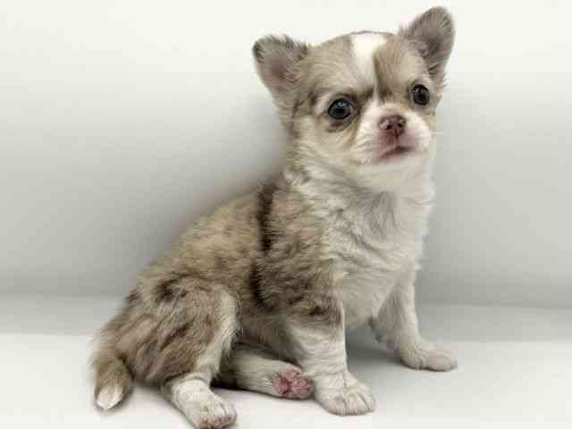 大阪府のチワワ(ロング) (ひごペットフレンドリーららぽーとEXPOCITY店/2025年10月18日生まれ/女の子/チョコレートマールホワイト)の子犬の3枚目の画像