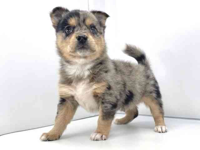 兵庫県のチワ柴/柴チワ/チワシバ(チワワ×柴) (ひごペットフレンドリーイオンタウン加古川店/2025年10月18日生まれ/男の子/ブルーマール)の子犬の3枚目の画像