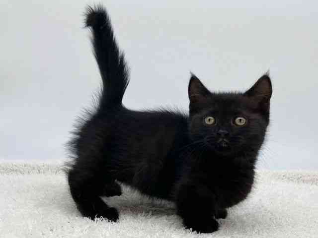 島根県のマンチカン (ひごペットフレンドリーイオンモール出雲店/2025年10月17日生まれ/男の子/ブラックスモーク)の子猫の3枚目の画像