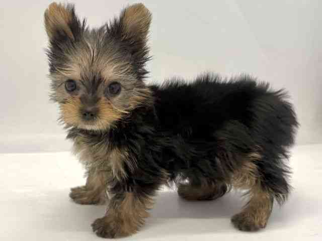 京都府のヨークシャーテリア (ひごペットフレンドリー京都店/2025年10月18日生まれ/女の子/スチールブルータン)の子犬の3枚目の画像