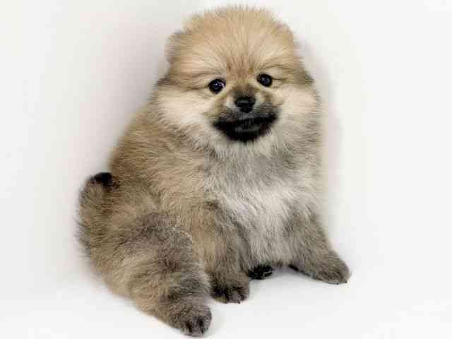 京都府のポメラニアン (ひごペットフレンドリーイズミヤショッピングセンター八幡店/2025年10月18日生まれ/男の子/オレンジ)の子犬の3枚目の画像