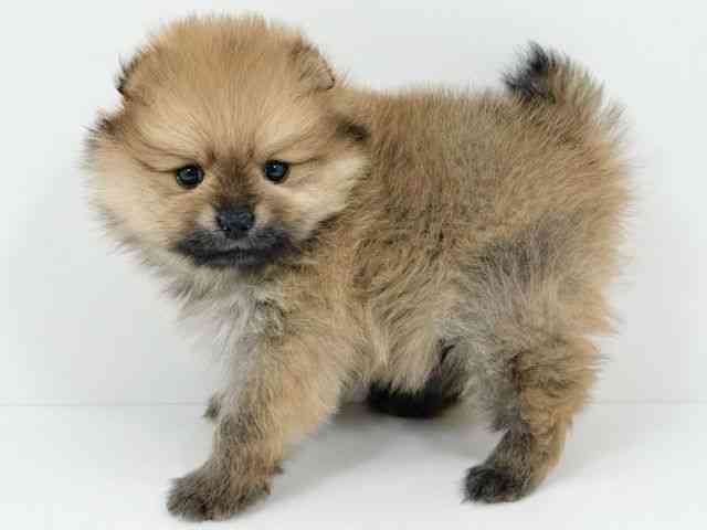 京都府のポメラニアン (ひごペットフレンドリーイズミヤショッピングセンター八幡店/2025年10月18日生まれ/男の子/オレンジ)の子犬の3枚目の画像