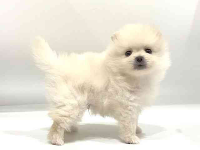 愛知県のポメラニアン (ひごペットフレンドリーヴィアモール アピタ江南西店/2025年10月19日生まれ/男の子/クリーム)の子犬の3枚目の画像