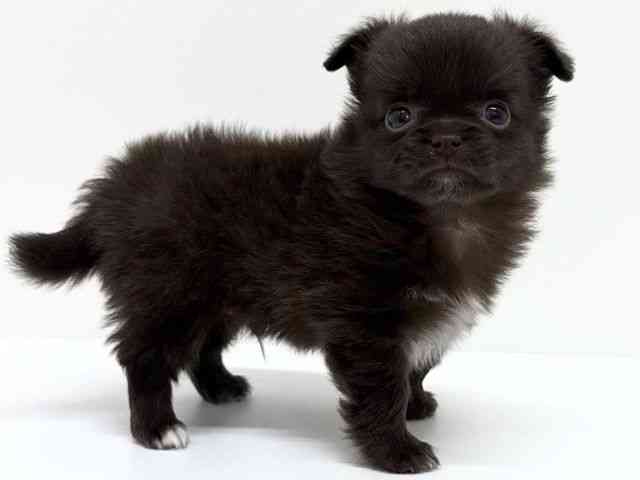 大阪府のポメチワ/チワポメ/ポメチー(ポメラニアン×チワワ) (ひごペットフレンドリーくずはモール店/2025年10月18日生まれ/男の子/チョコレートホワイト)の子犬の3枚目の画像