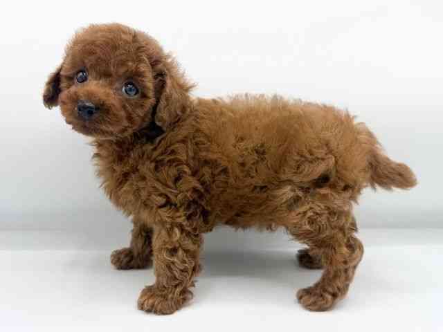 大阪府のトイプードル(トイ) (ひごペットフレンドリーららぽーとEXPOCITY店/2025年10月19日生まれ/男の子/レッド)の子犬の3枚目の画像