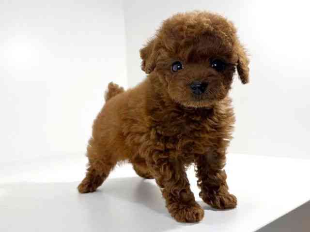 兵庫県のトイプードル(トイ) (ひごペットフレンドリーイトーヨーカドー明石店/2025年10月19日生まれ/女の子/レッド)の子犬の3枚目の画像