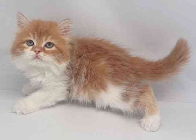 鳥取県のサイベリアン (ひごペットフレンドリーイオンモール鳥取北店/2025年10月18日生まれ/男の子/レッドタビーホワイト)の子猫の3枚目の画像