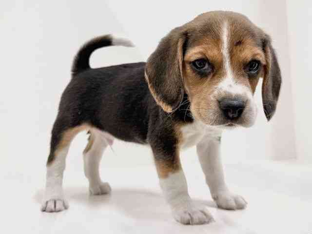 奈良県のビーグル (ひごペットフレンドリーイオンモール橿原ウエスト・ビレッジ店/2025年10月18日生まれ/男の子/ブラックホワイトタン)の子犬の3枚目の画像