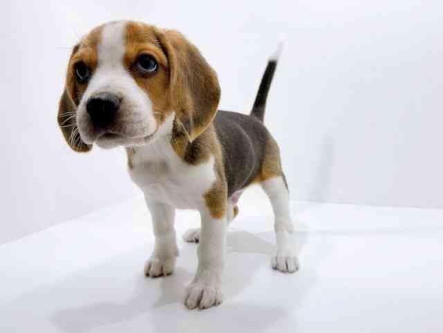 広島県のビーグル (ひごペットフレンドリーフジグラン神辺店/2025年10月18日生まれ/男の子/ブラックホワイトタン)の子犬の3枚目の画像