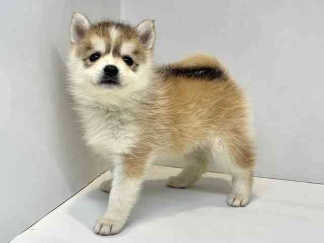 大阪府のポンスキー(ポメラニアン×シベリアンハスキー) (ひごペットフレンドリーセブンパーク天美店/2025年10月18日生まれ/女の子/レッドホワイト)の子犬の3枚目の画像