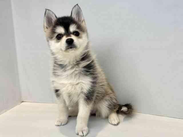 大阪府のポンスキー(ポメラニアン×シベリアンハスキー) (ひごペットフレンドリーセブンパーク天美店/2025年10月18日生まれ/女の子/ブラックホワイト)の子犬の3枚目の画像