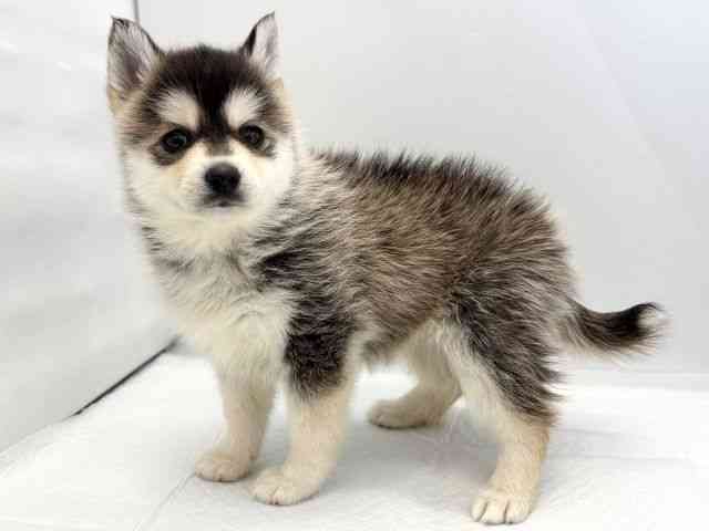 京都府のポンスキー(ポメラニアン×シベリアンハスキー) (ひごペットフレンドリー京都店/2025年10月18日生まれ/女の子/ブラックホワイト)の子犬の3枚目の画像