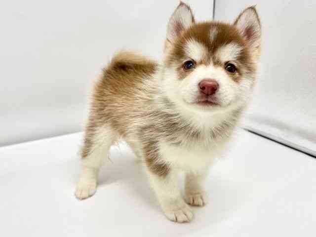 大阪府のポンスキー(ポメラニアン×シベリアンハスキー) (ひごペットフレンドリーイオンタウン豊中庄内店/2025年10月18日生まれ/男の子/チョコレートホワイト)の子犬の3枚目の画像