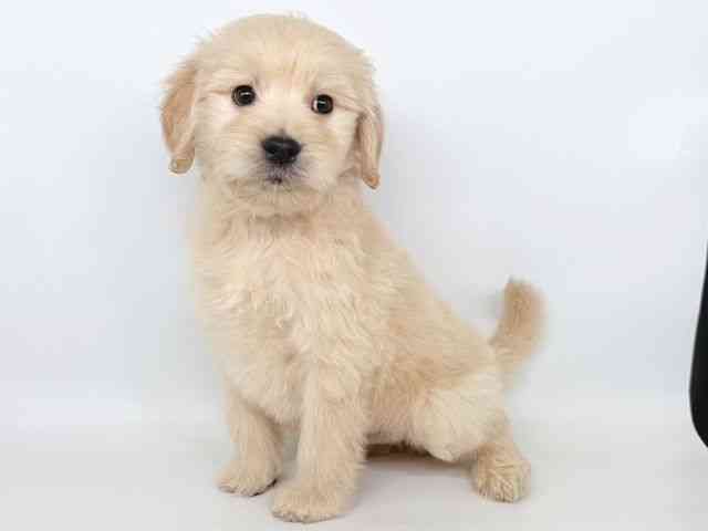 大阪府のゴールデンドゥードゥル(ゴールデン×プードル) (ひごペットフレンドリー瓜破店/2025年10月19日生まれ/男の子/クリーム)の子犬の3枚目の画像