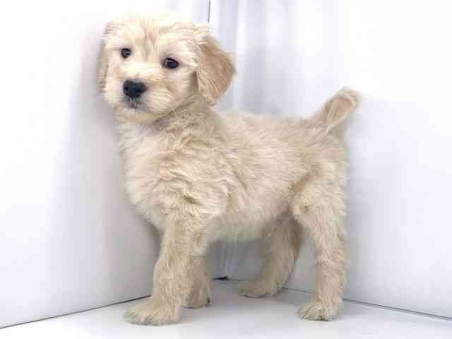 兵庫県のゴールデンドゥードゥル(ゴールデン×プードル) (ひごペットフレンドリーイオンタウン加古川店/2025年10月19日生まれ/男の子/クリーム)の子犬の3枚目の画像