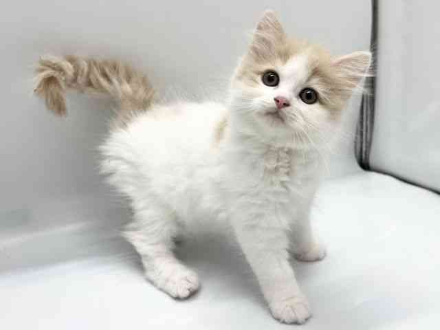 京都府のサイベリアン (ひごペットフレンドリー京都店/2025年10月18日生まれ/男の子/クリームホワイト)の子猫の3枚目の画像