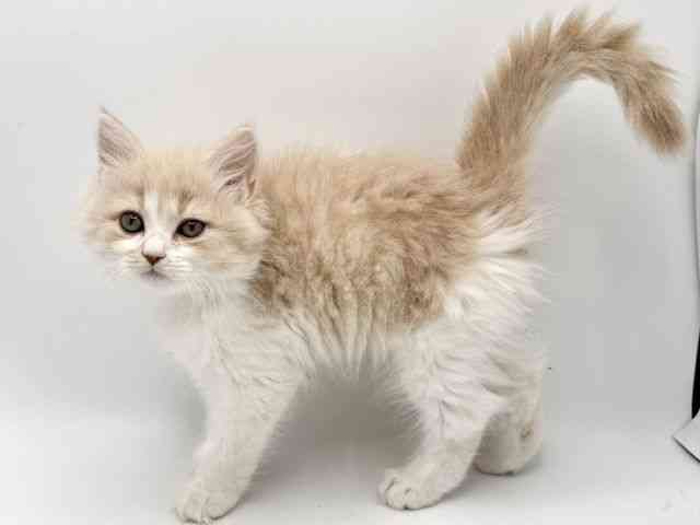 大阪府のサイベリアン (ひごペットフレンドリーみのおキューズモール店/2025年10月18日生まれ/男の子/クリームホワイト)の子猫の3枚目の画像