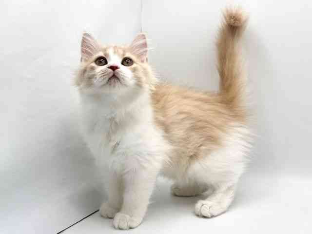 大阪府のサイベリアン (ひごペットフレンドリーみのおキューズモール店/2025年10月18日生まれ/男の子/クリームホワイト)の子猫の3枚目の画像