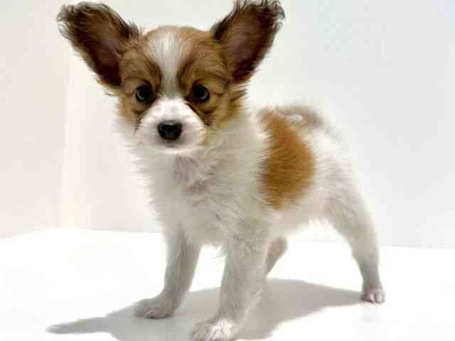 大阪府のパピヨン (ひごペットフレンドリーイオン高槻店/2025年10月18日生まれ/女の子/ホワイトブラウン)の子犬の3枚目の画像