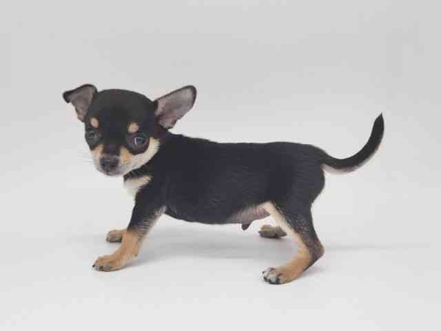 大阪府のチワワ(スムース) (ひごペットフレンドリー泉ヶ丘店/2025年10月18日生まれ/男の子/ブラックタンホワイト)の子犬の3枚目の画像