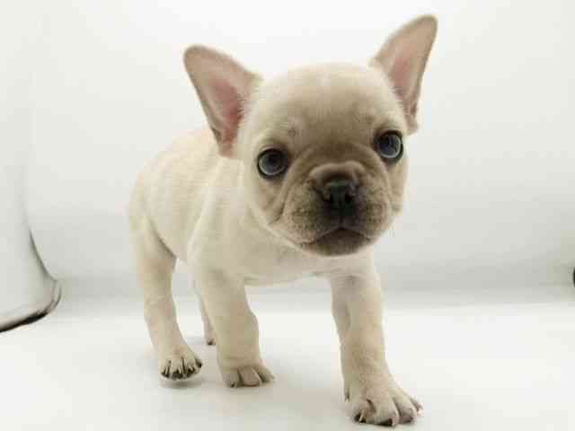 兵庫県のフレンチブルドッグ (ひごペットフレンドリーコロワ甲子園店/2025年10月18日生まれ/女の子/クリーム)の子犬の3枚目の画像