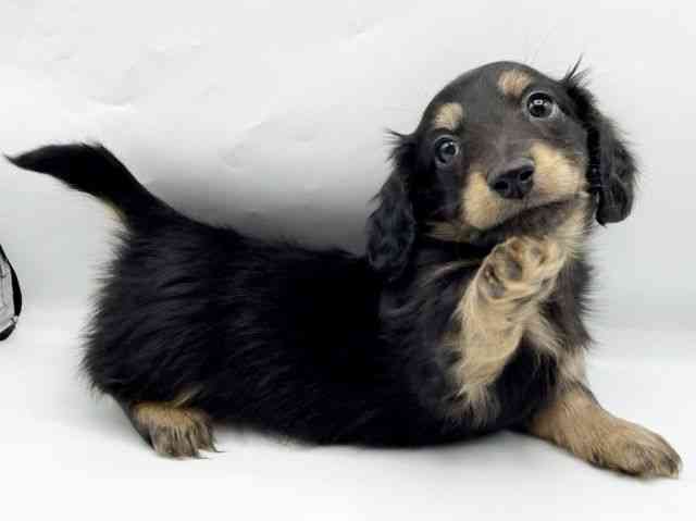 奈良県のミニチュアダックスフンド(ロング) (ひごペットフレンドリートナリエ大和高田店/2025年10月16日生まれ/女の子/ブラックタン)の子犬の3枚目の画像