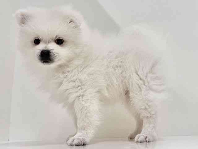 奈良県の日本スピッツ (ひごペットフレンドリーイオンモール橿原ウエスト・ビレッジ店/2025年10月15日生まれ/男の子/ホワイト)の子犬の3枚目の画像
